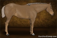 Horse Color:Chocolate Palomino 
