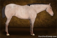 Horse Color:Amber Champagne Roan 