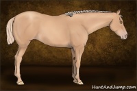 Horse Color:Gold Champagne 