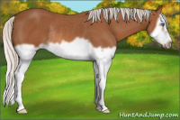 Horse Color:Silver Bay Splash Frame Rabicano 
