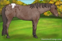 Horse Color:Bay Appaloosa 