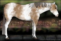 Horse Color:White Spotted Buckskin