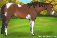 Horse Color:Bay Splash Tobiano Frame 
