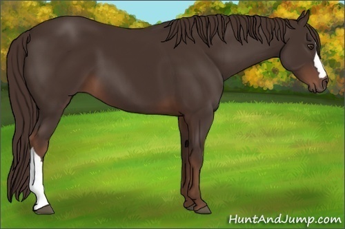 Horse Color: Liver Chestnut 