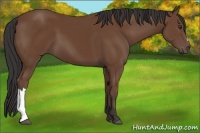Horse Color:Bay 