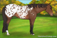 Horse Color:Bay Appaloosa