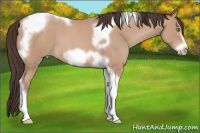 Horse Color:Amber Champagne Roan Tobiano Frame