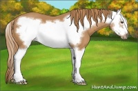 Horse Color:Chestnut Splash Frame