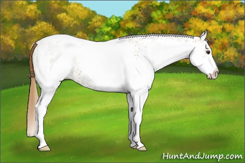 Horse Color: White Spotted Chestnut 