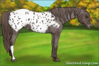 Horse Color:Liver Chestnut Appaloosa 