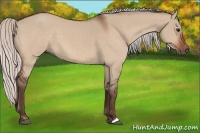 Horse Color:Silver Bay Dun 