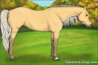 Horse Color:Silver Buckskin 