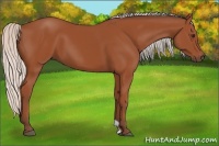 Horse Color:Silver Bay 