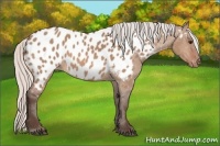 Horse Color:Silver Bay Dun Appaloosa 