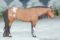 Horse Color:Bay Tobiano Blanket Rabicano 