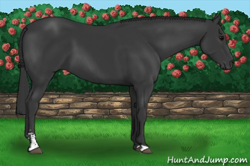 Horse Color: Black Sabino 