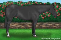 Horse Color:Black Sabino