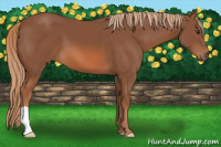Horse Color:Liver Chestnut 