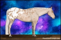 Horse Color:Silver Black Pearl Sabino Appaloosa Rabicano 