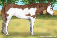 Horse Color:Liver Chestnut Splash Frame