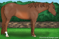Horse Color:Liver Chestnut 
