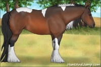 Horse Color:Bay Tobiano