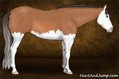 Horse Color: Bay Roan Splash 
