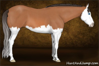 Horse Color:Bay Roan Splash