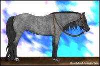 Horse Color:Blue Roan Sabino 