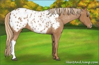 Horse Color:Chestnut Appaloosa 