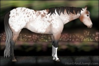 Horse Color:Gray Bay Appaloosa 