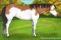 Horse Color:Bay Splash Frame 