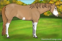 Horse Color:Chestnut Splash Frame 