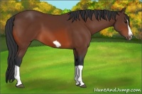 Horse Color:Bay Splash Frame 