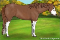 Horse Color:Chestnut Splash Frame 