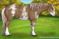Horse Color:White Spotted Chocolate Palomino