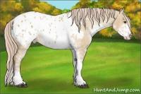 Horse Color:Chocolate Palomino Dun Sabino Blanket 