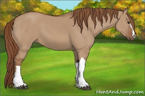 Horse Color:Unknown 