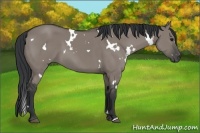 Horse Color:White Spotted Grullo 