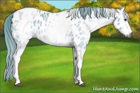 Horse Color:Gray Watercolor White Spotted Chestnut Leopard 