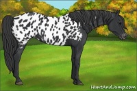 Horse Color:Black Appaloosa 