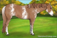 Horse Color:White Spotted Chestnut 