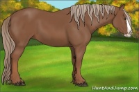Horse Color:Chestnut Splash 