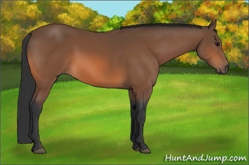 Horse Color:Bay 