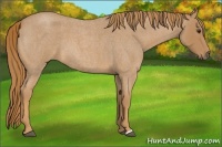 Horse Color:Red Roan 