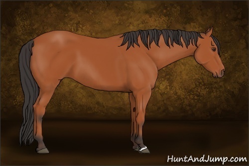 Horse Color: Bay 