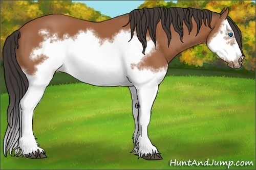 Horse Color: Bay Splash Frame 