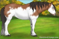Horse Color:Bay Splash Frame 