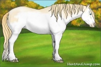 Horse Color:Buckskin Pearl Splash Frame 