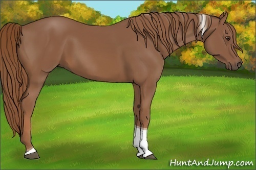 Horse Color: Chestnut Tobiano 